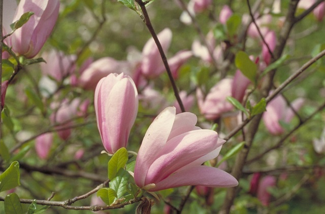 Magnolias, Bay Trees, and Buttercups! Introduction to Characteristics of the Early Flowering Plants