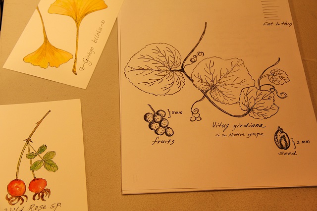 *CANCELLED* Botanical Illustration Workshop