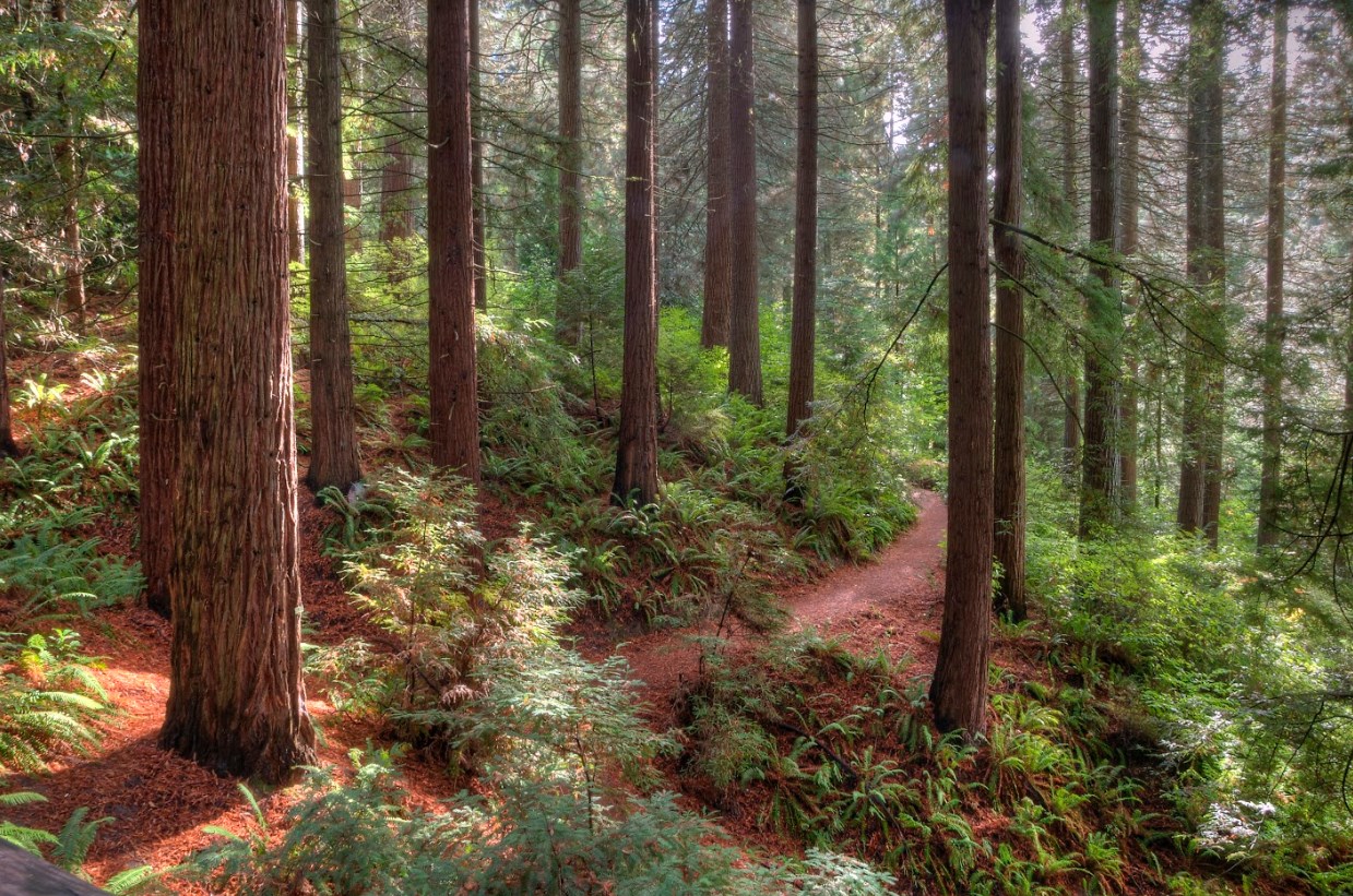 Guided Hike of Hoyt Arboretum