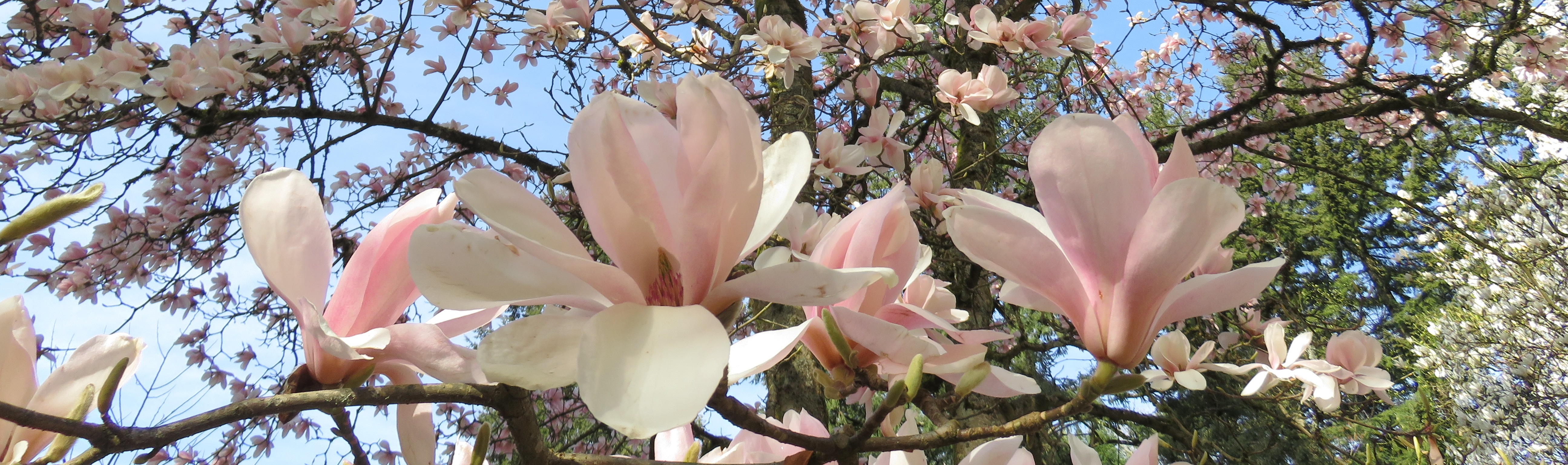 Magnolia Tour with the Curator