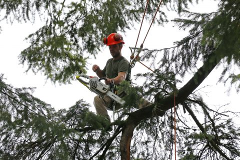 Arborist Partners