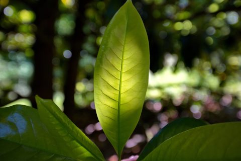 Conservation & Research at Hoyt Arboretum