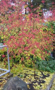 Toothache Tree