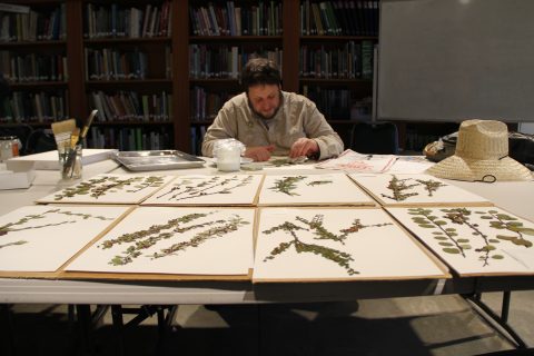 Hoyt Arboretum Herbarium