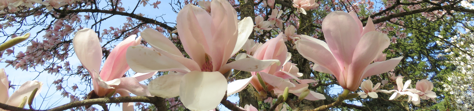 Ask an Expert! Magnolias