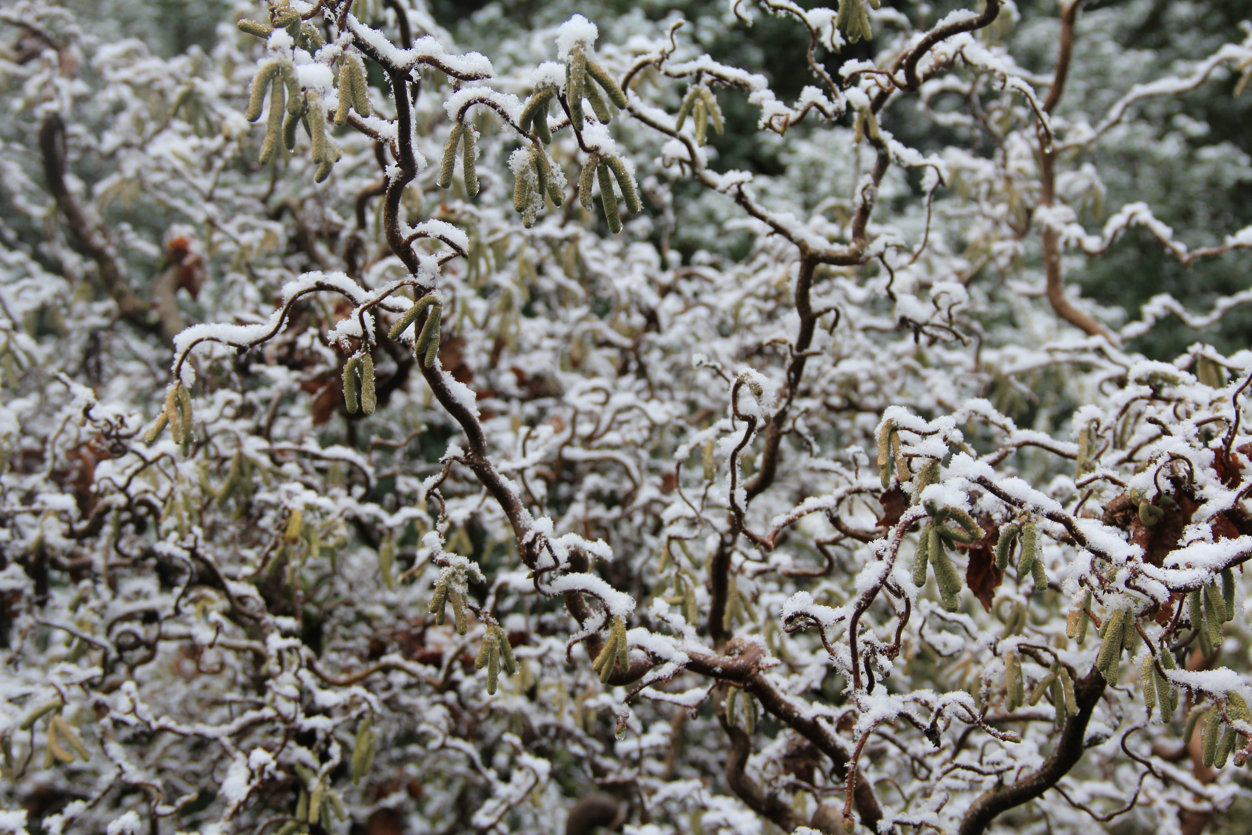 Winter Twig Exploration & Identification!