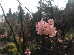 Dawn Viburnum