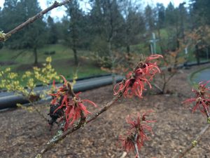 Hamamelis x intermedia ‘Fire Charm’