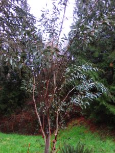 Jounama Snow Gum