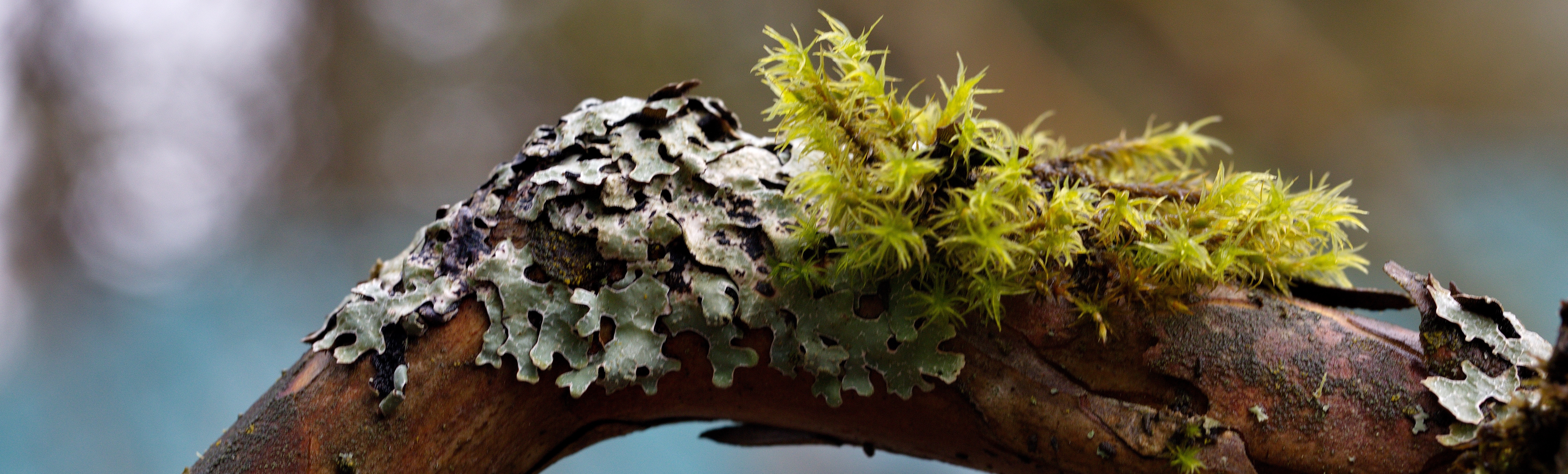 Virtual Lichens ID Workshop