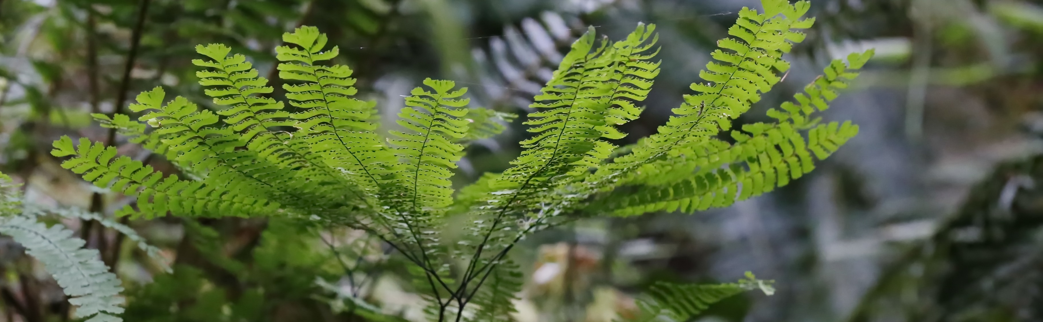 Much Ado About Ferns Workshop