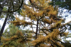 Japanese Larch