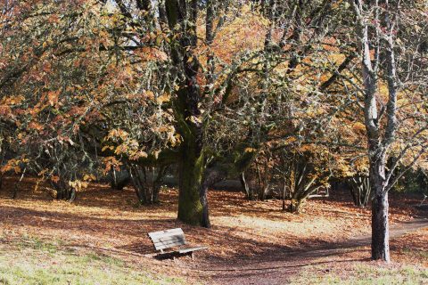 Membership at Hoyt Arboretum