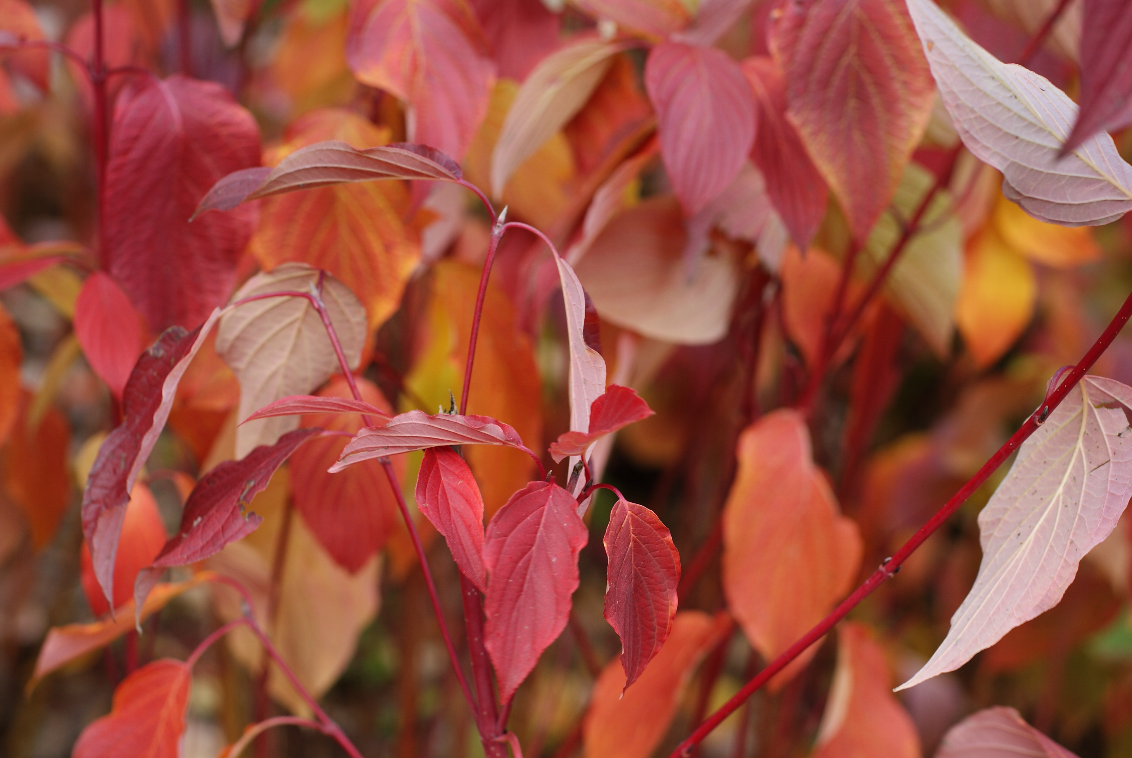 Public Tour – Fall Interest Alternatives to Maples