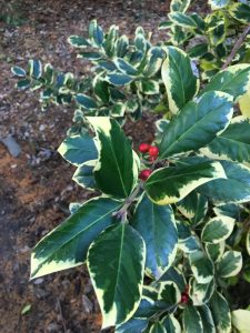 Holly