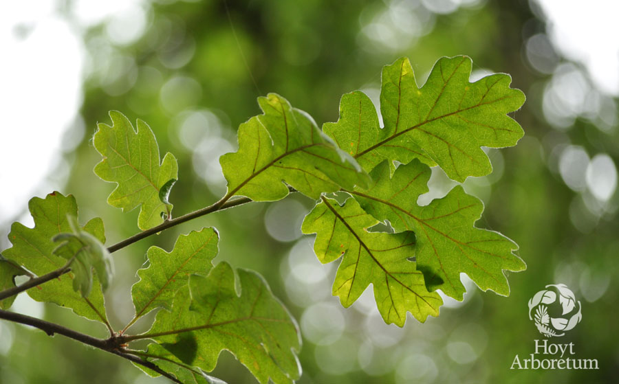 Hoyt Arboretum Friends Annual Members Meeting