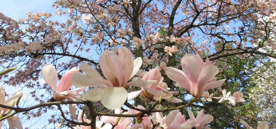 Guided Hike – Flowering Trees, Shady Conifers, & Roses!