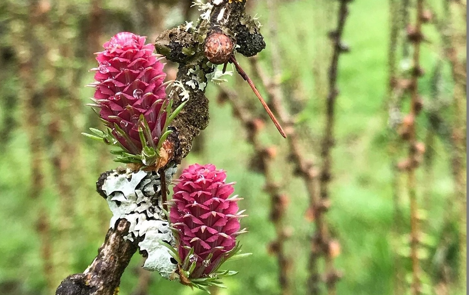 Public Tour – Spring Conifers