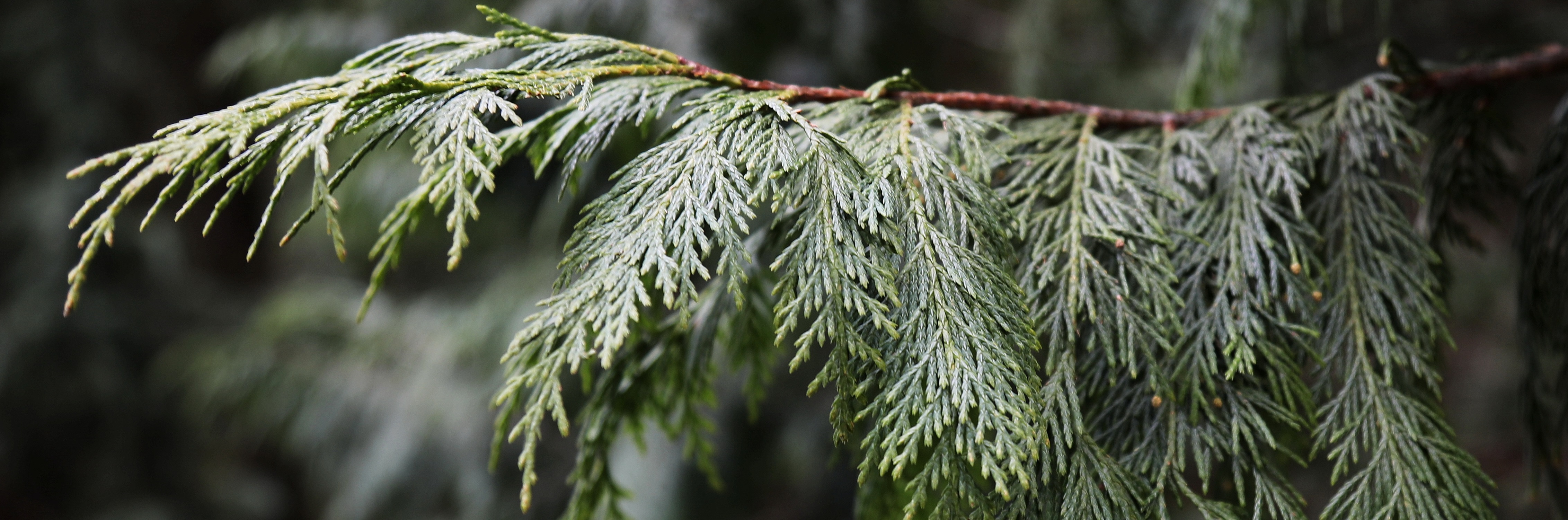 Public Tour – Native Conifers