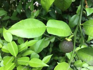 Citrus 'Ichang Papeda'