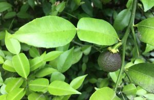 Citrus 'Ichang Papeda'