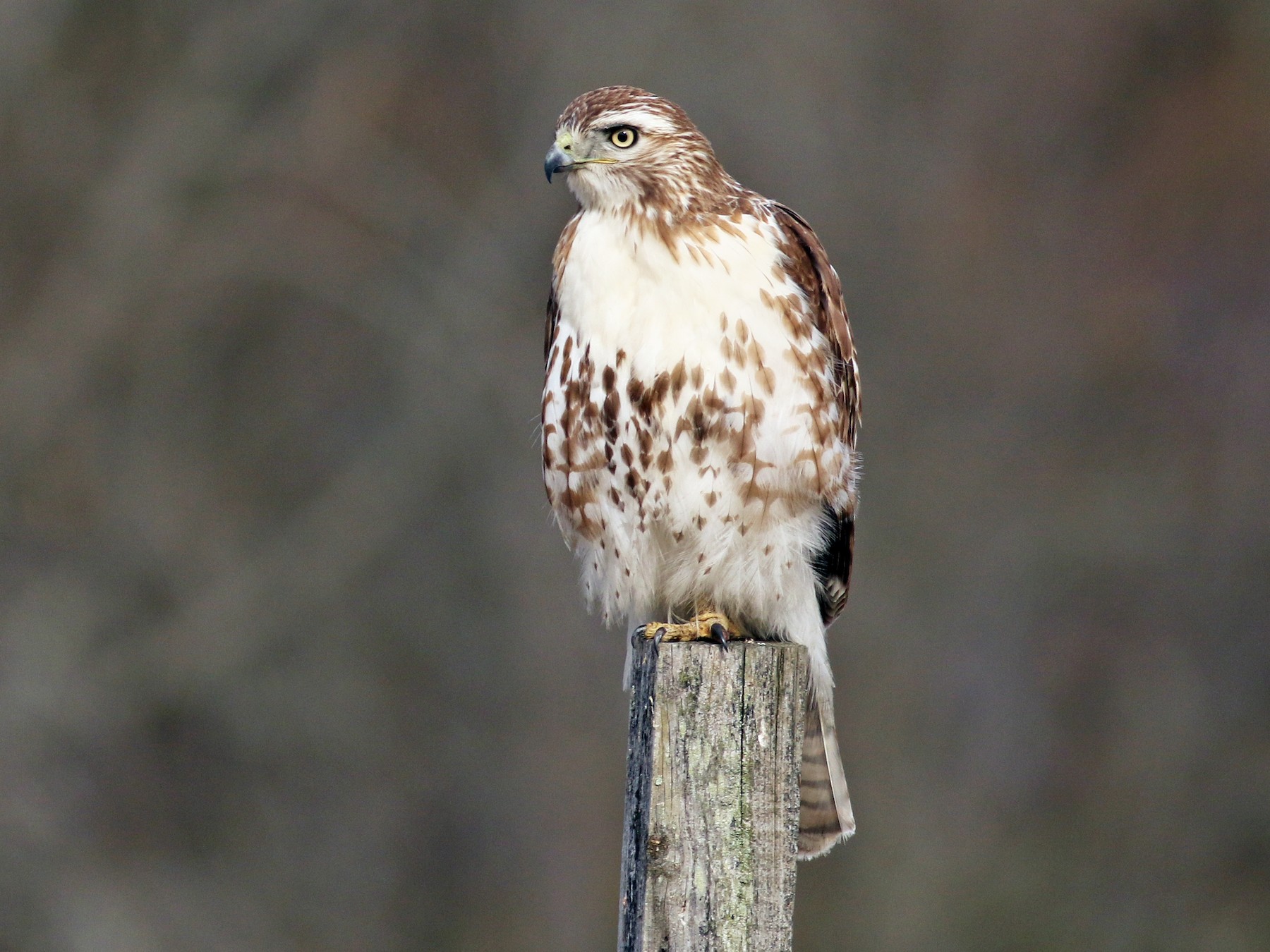 Winter Raptors in Western Oregon Workshop