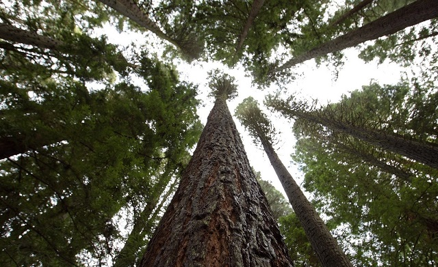 Virtual Pacific Northwest Conifer Workshop