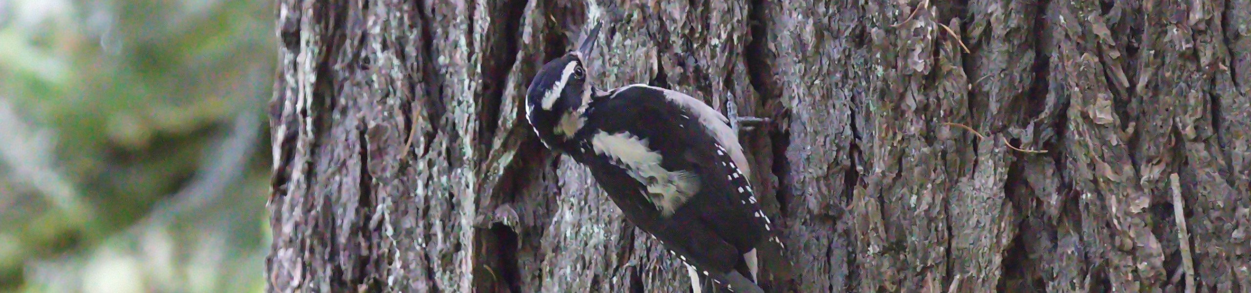 Volunteer Voices: Familiar Feathers, or 4 Bird Species You Didn’t Know You Knew