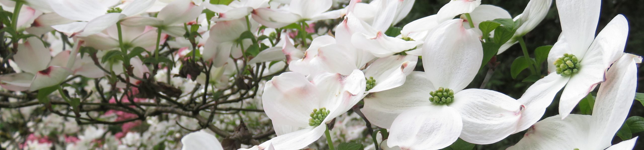 Ask an Expert! Distinctive Dogwoods at Hoyt Arboretum