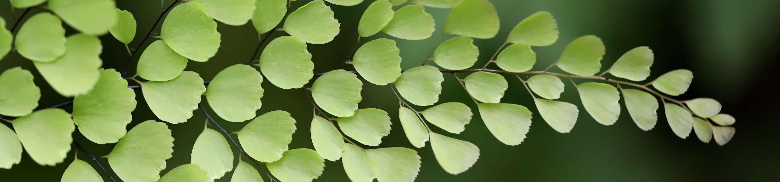 Pacific Northwest Plants