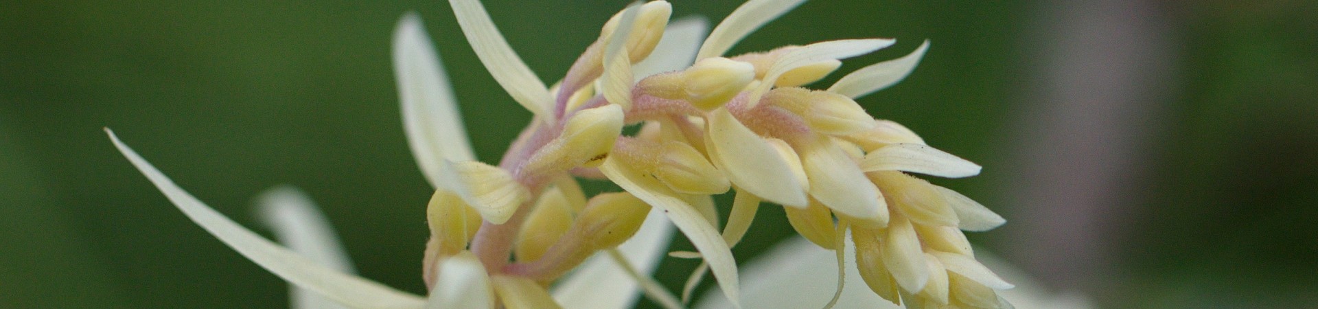 Ask an Expert! Orchids at Hoyt Arboretum