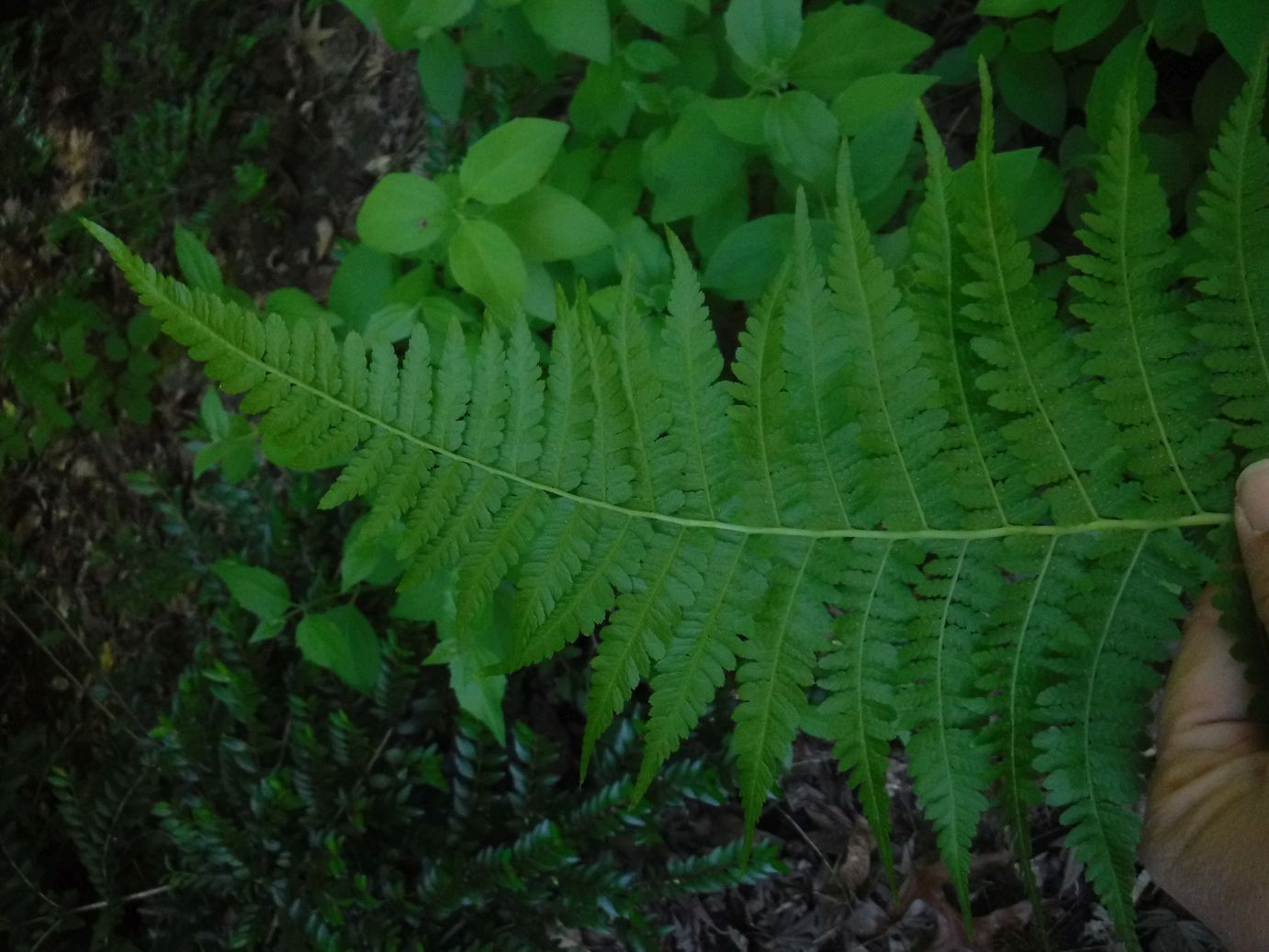 Fantastic Ferns