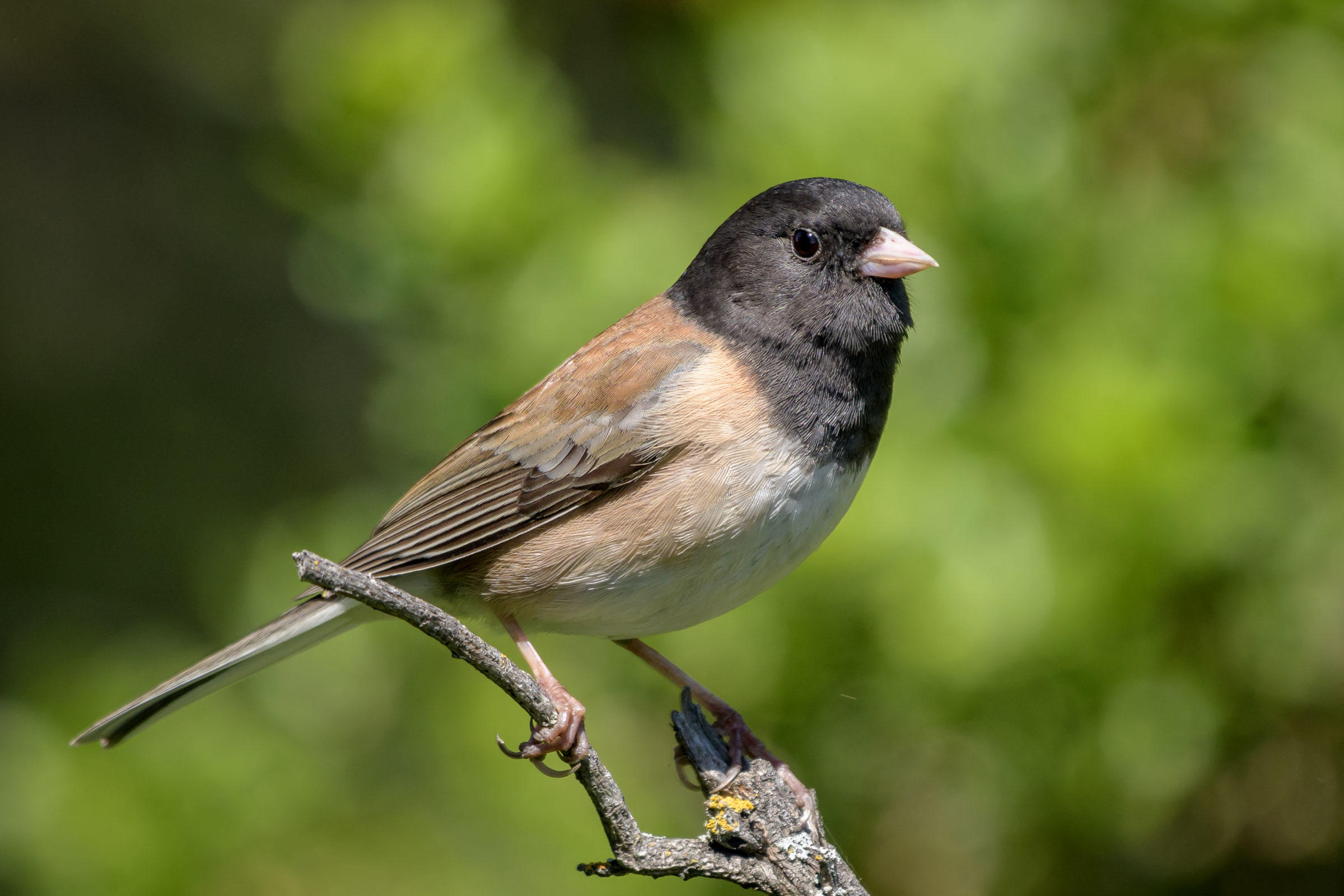 Family Bird Walks