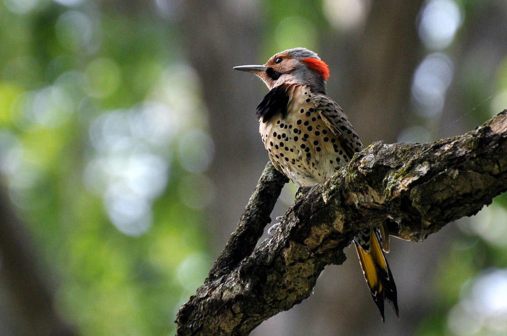 Family Bird Walk