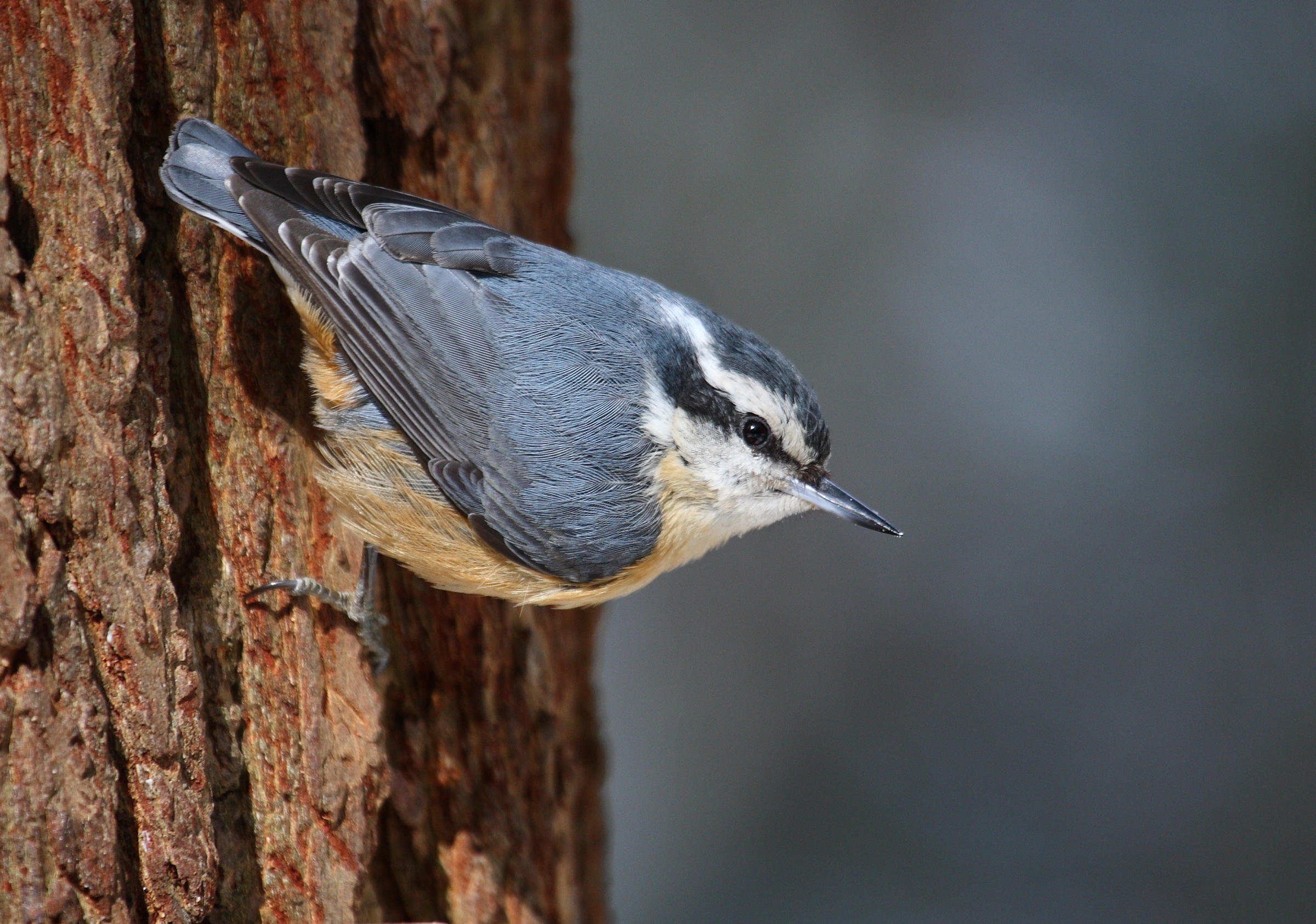 Birding by Ear: Migrants and Residents