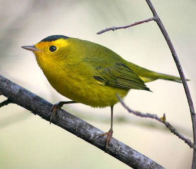 Virtual Warblers Workshop