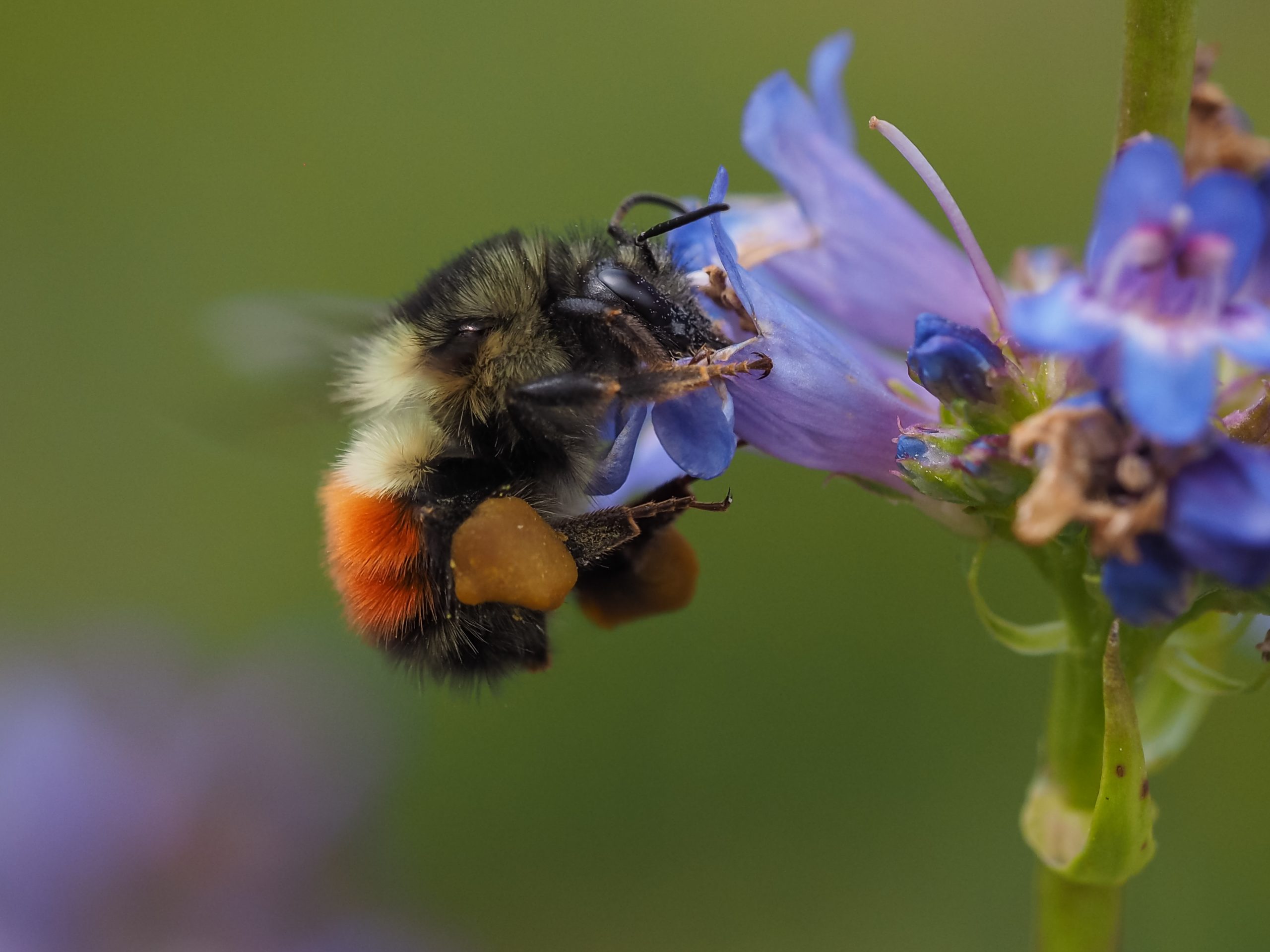 PNW Bugs Study and Identification – Virtual Workshop