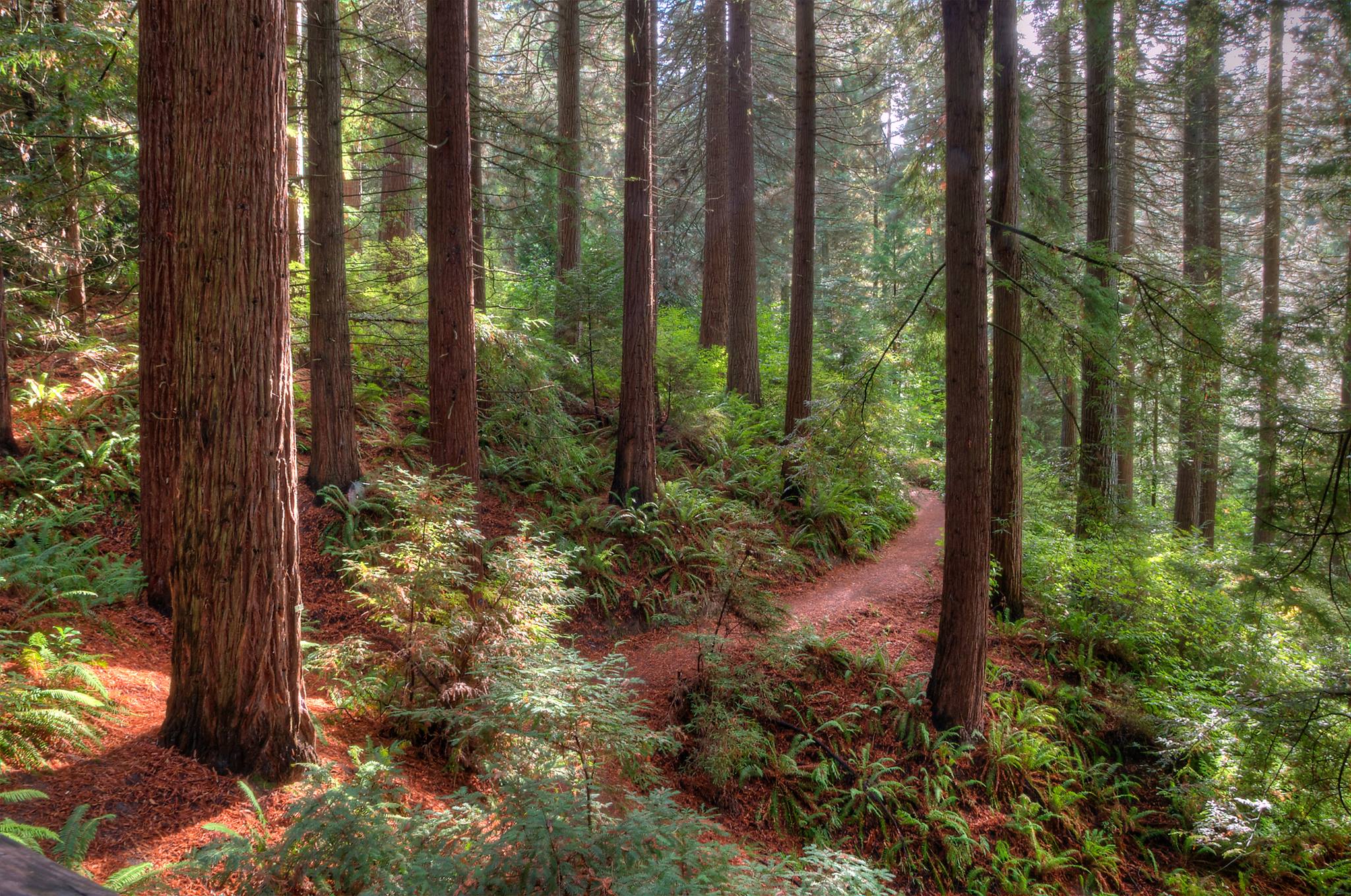 Tai Chi at Hoyt Arboretum