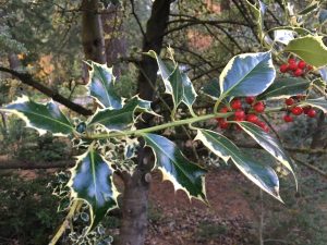  A close-up of a holly shrub showcasing its variegated leaves and bright red berries. The spiky leaves have a striking pattern, with dark green centers bordered by pale green edges, creating a vivid contrast. Clusters of glossy red berries are nestled among the foliage, adding pops of color to the composition. The image highlights the plant's festive and textured appearance.