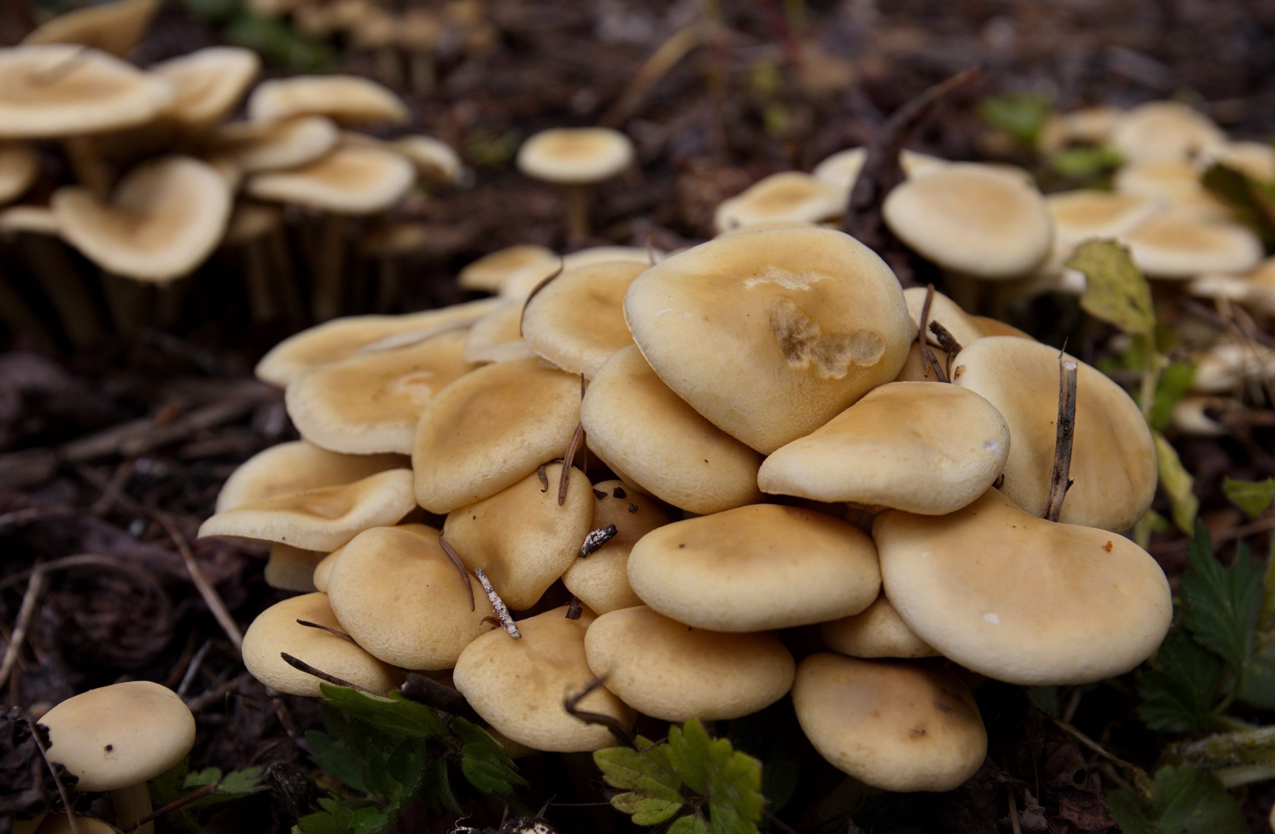 Family Nature Walk: Decomposers