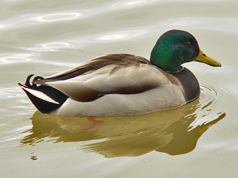 Virtual Winter Waterfowl ID