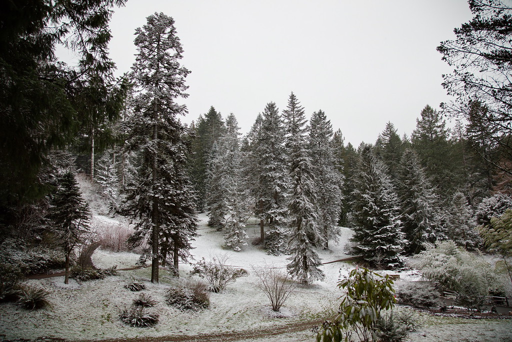 Christmas Trees of Hoyt Arboretum Virtual Presentation