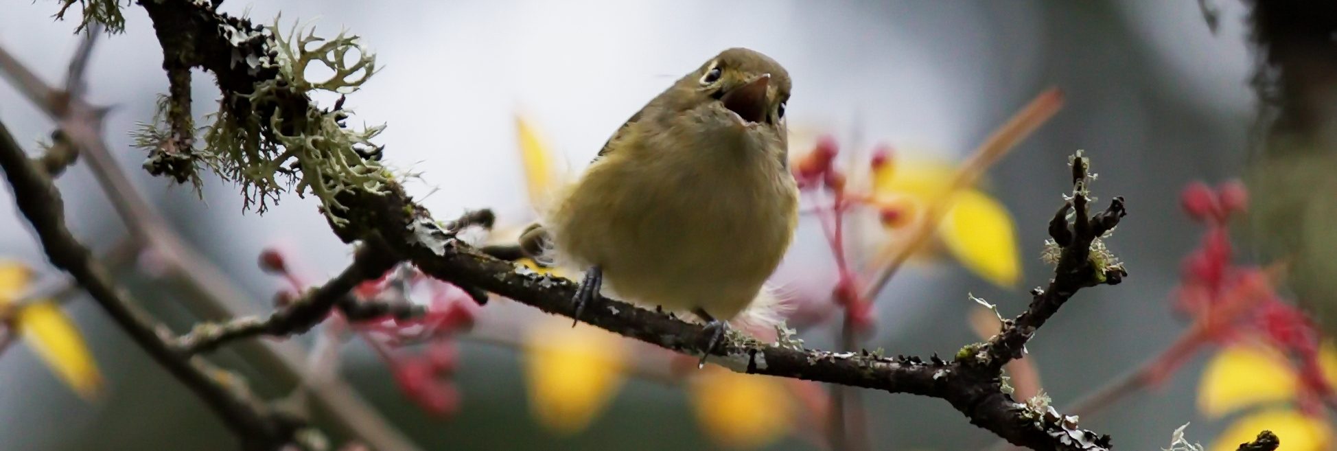 Birding By Ear- Migrant Birds- Virtual Workshop