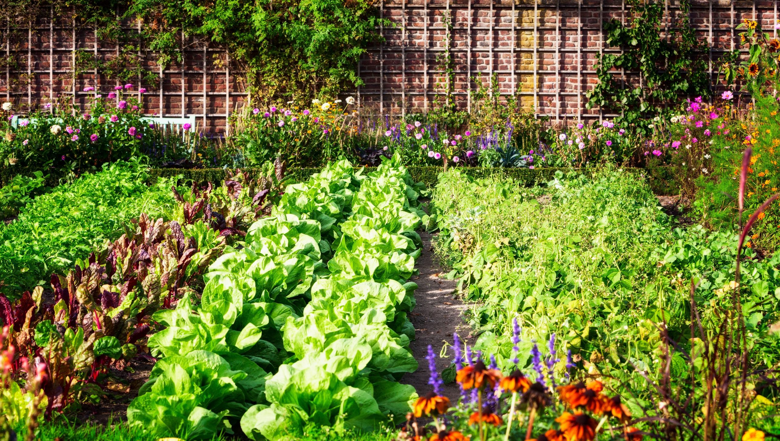 My First Veggie Garden: Intro to Vegetable Gardening- Virtual Workshop