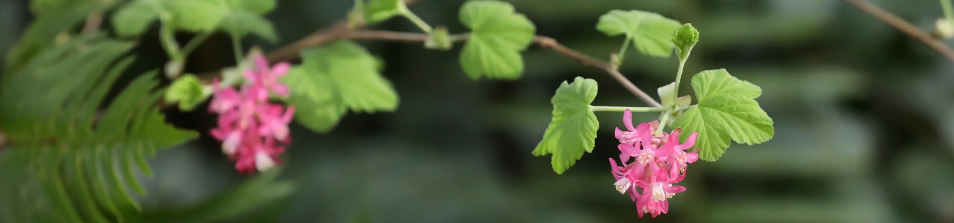 Ask an Expert! Early Blooming Native Shrubs