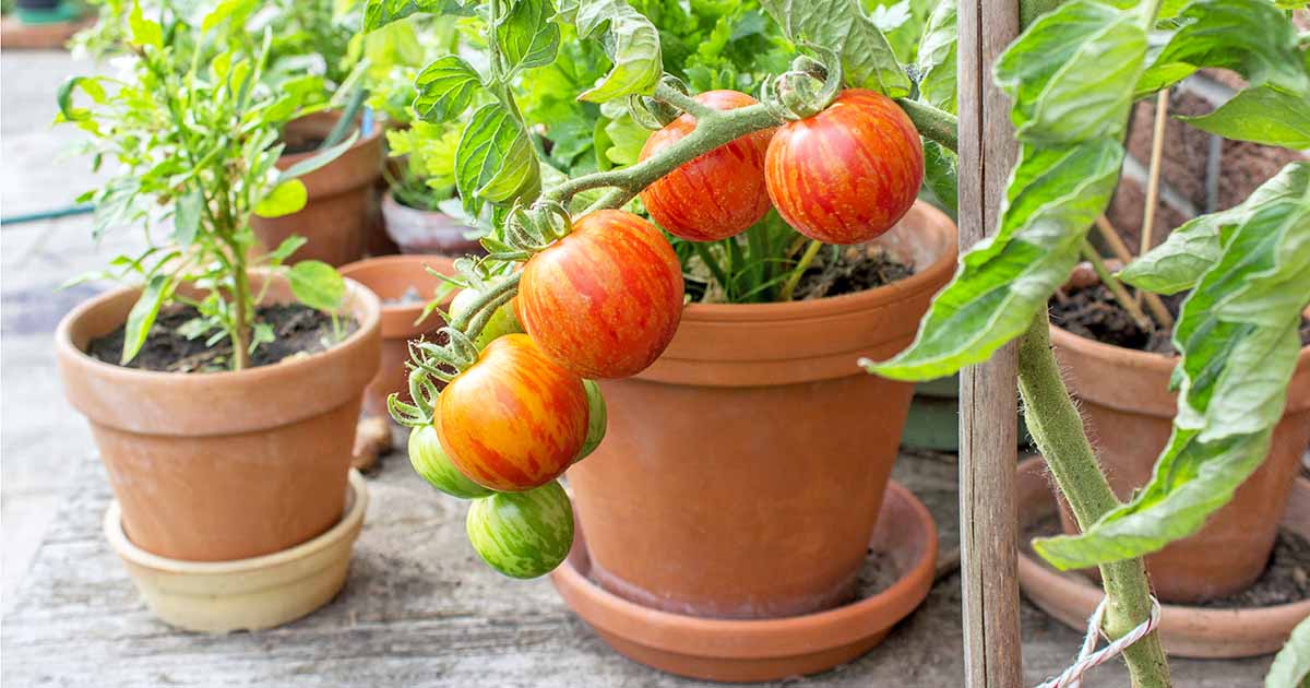 Outdoor Container Gardening 101: Vegetables and Herbs- Virtual Workshop