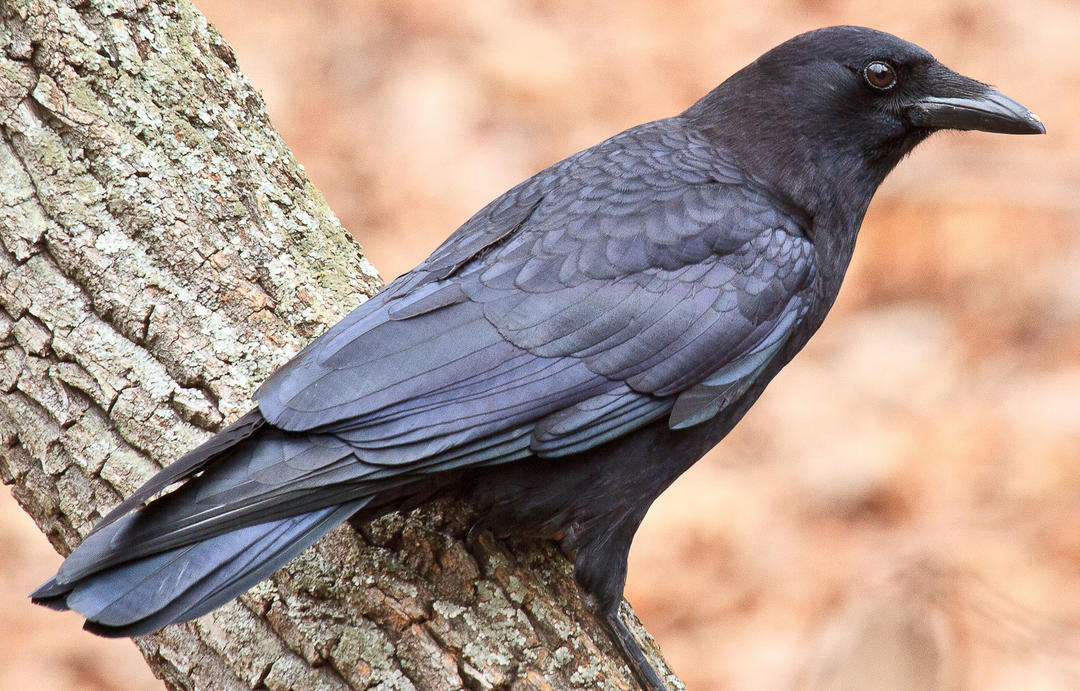 Corvids: Crows, Ravens, Jays, and Magpies – Virtual Workshop