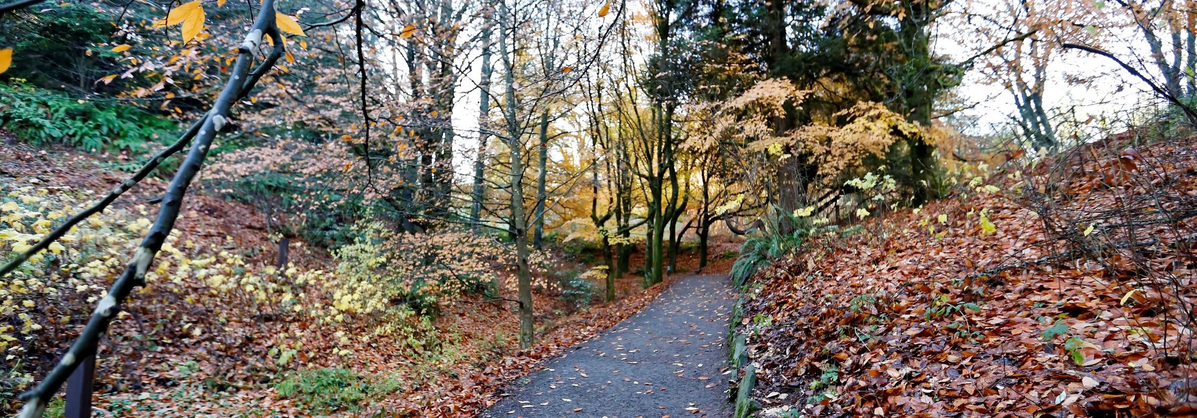 Forest Bathing Walk (In-Person)