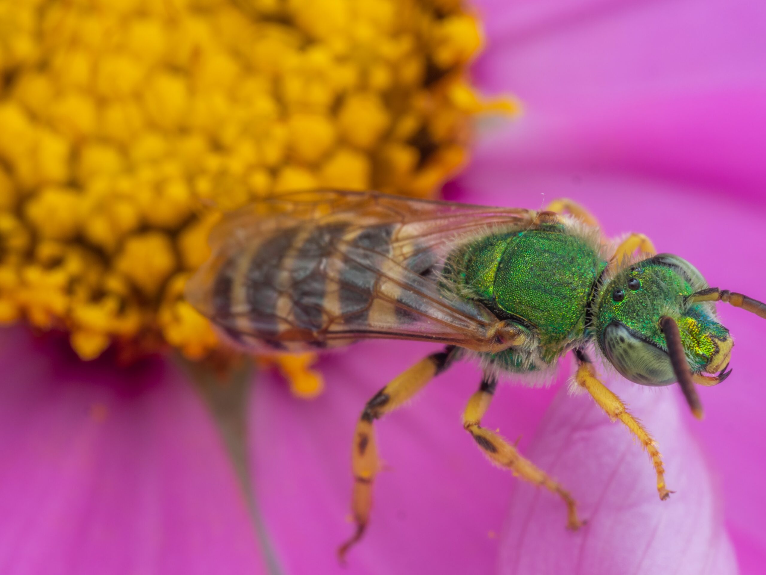 Backyard Bees- Virtual Workshop