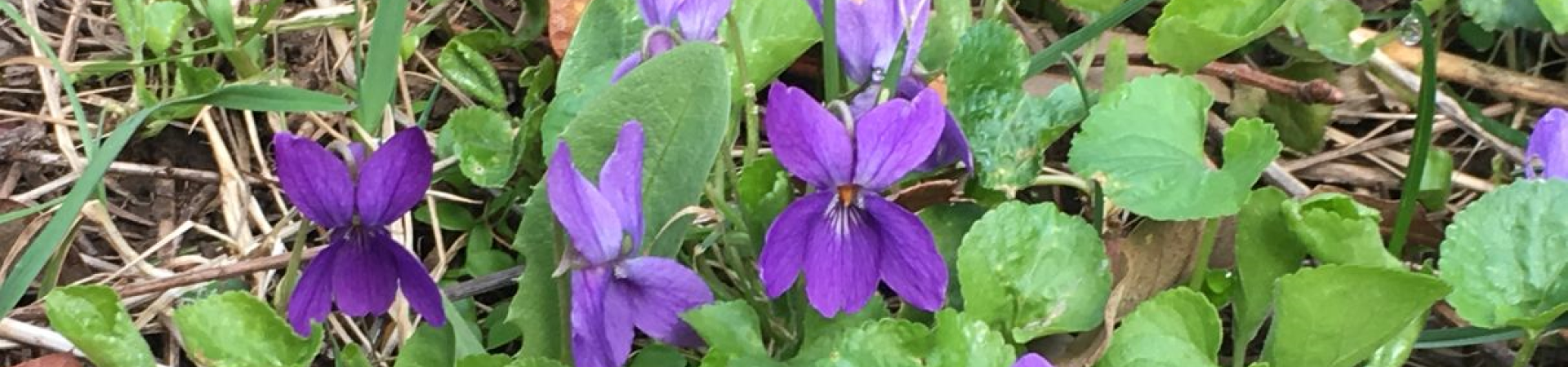 Wildflowers of Hoyt Arboretum- Virtual Workshop